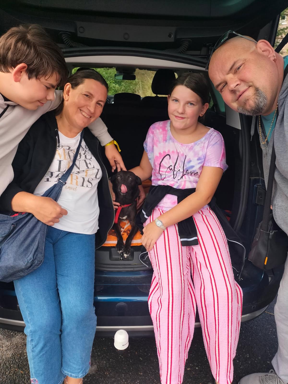 Chiens à adopter
