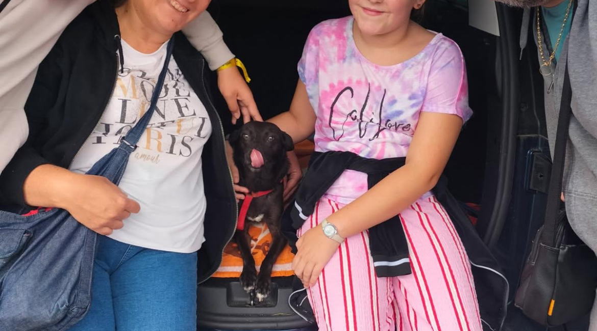 Chiens à adopter