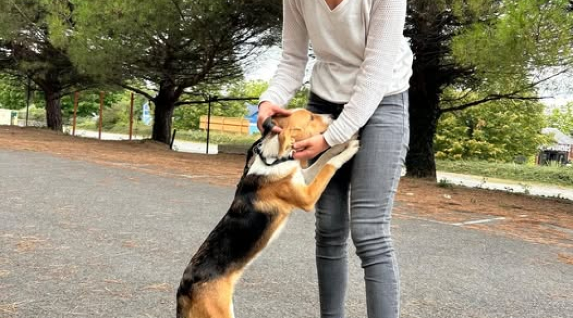 Chiens à adopter