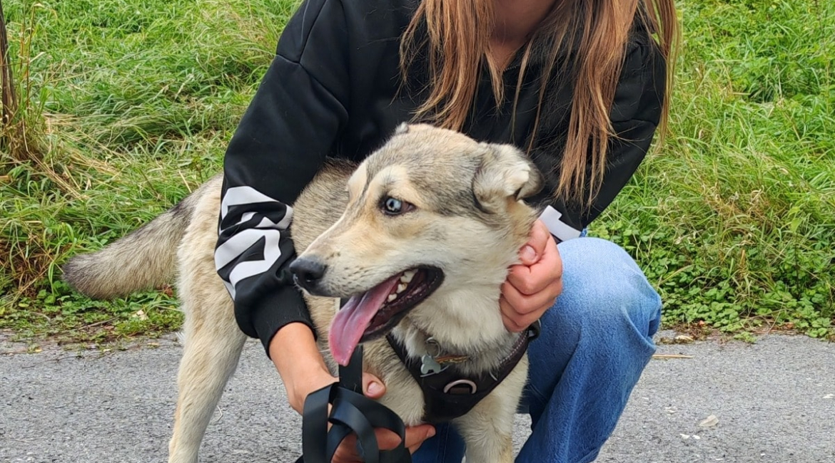 Chiens à adopter