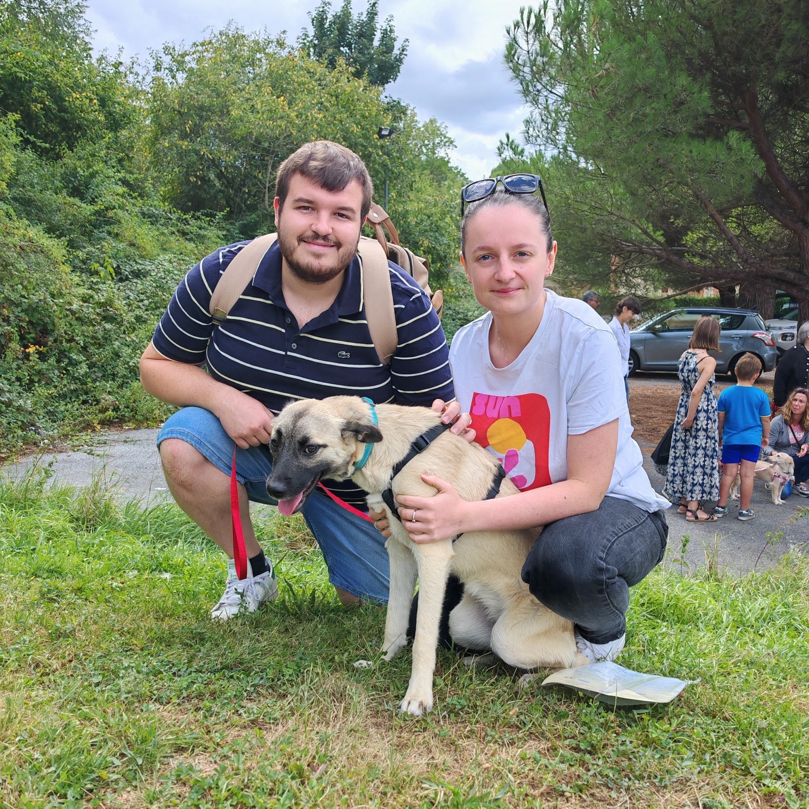 Chiens à adopter