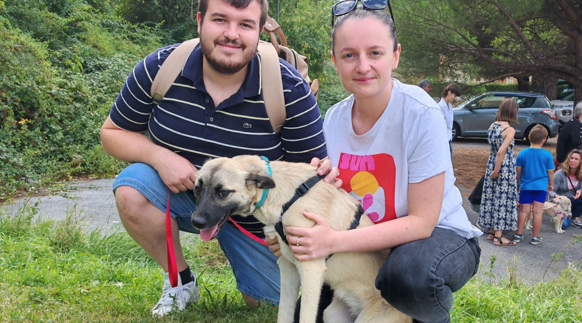 Chiens à adopter