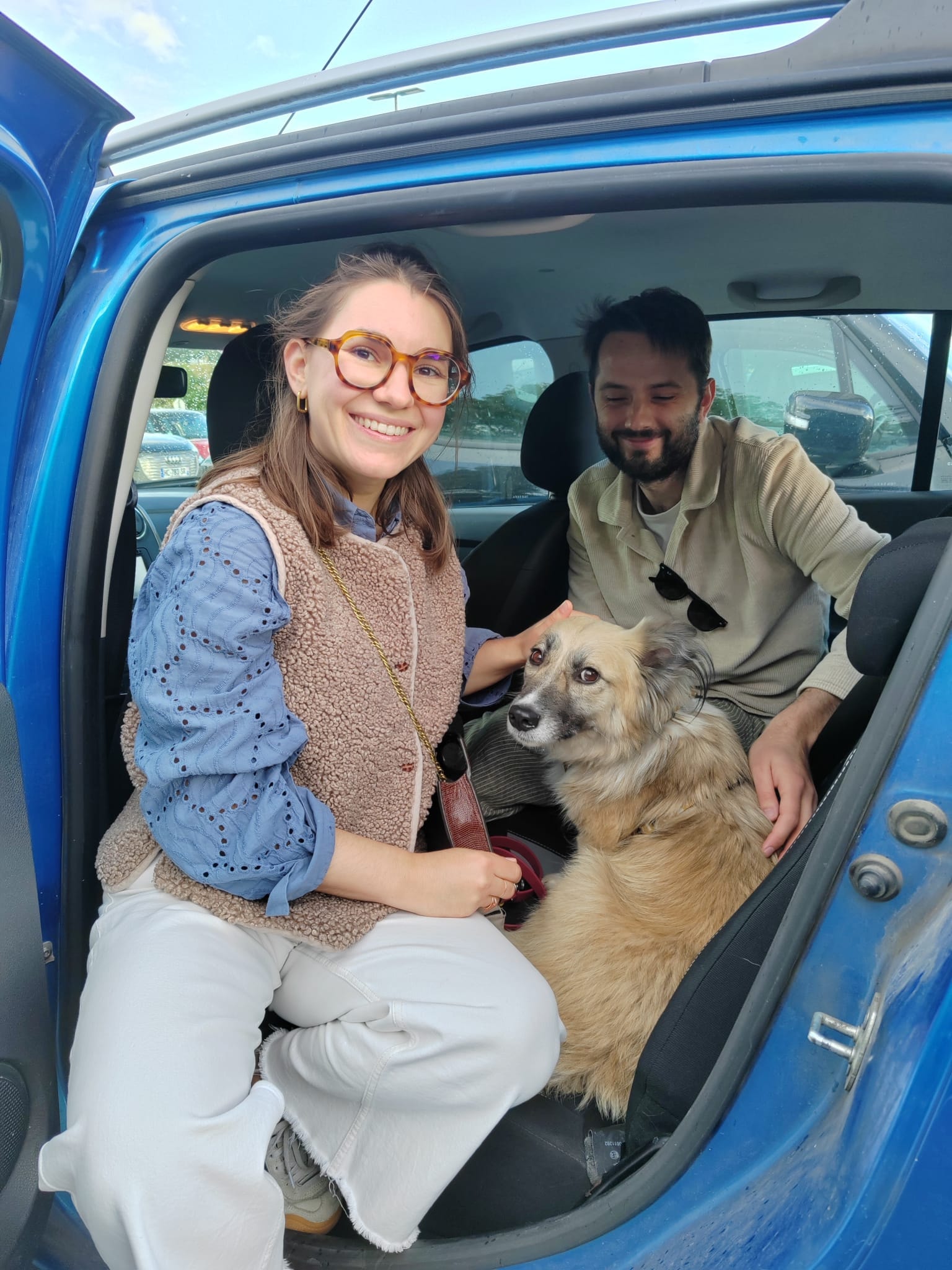 Chiens à adopter