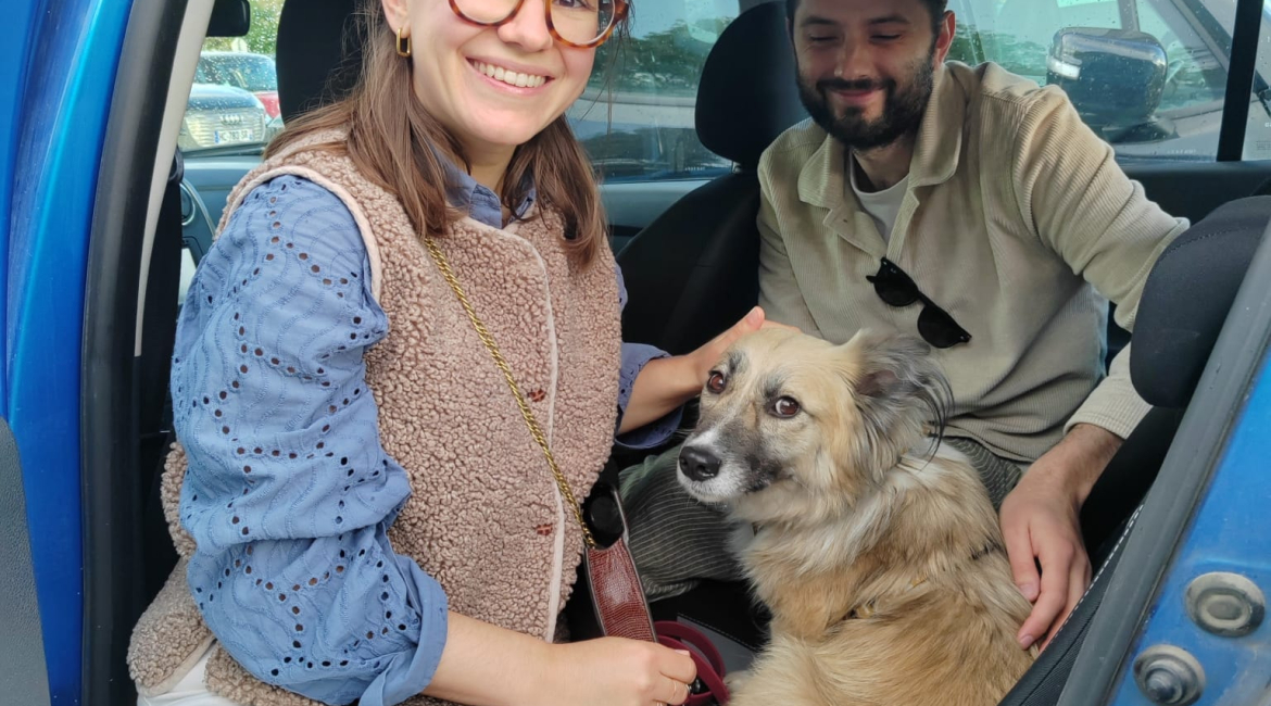 Chiens à adopter