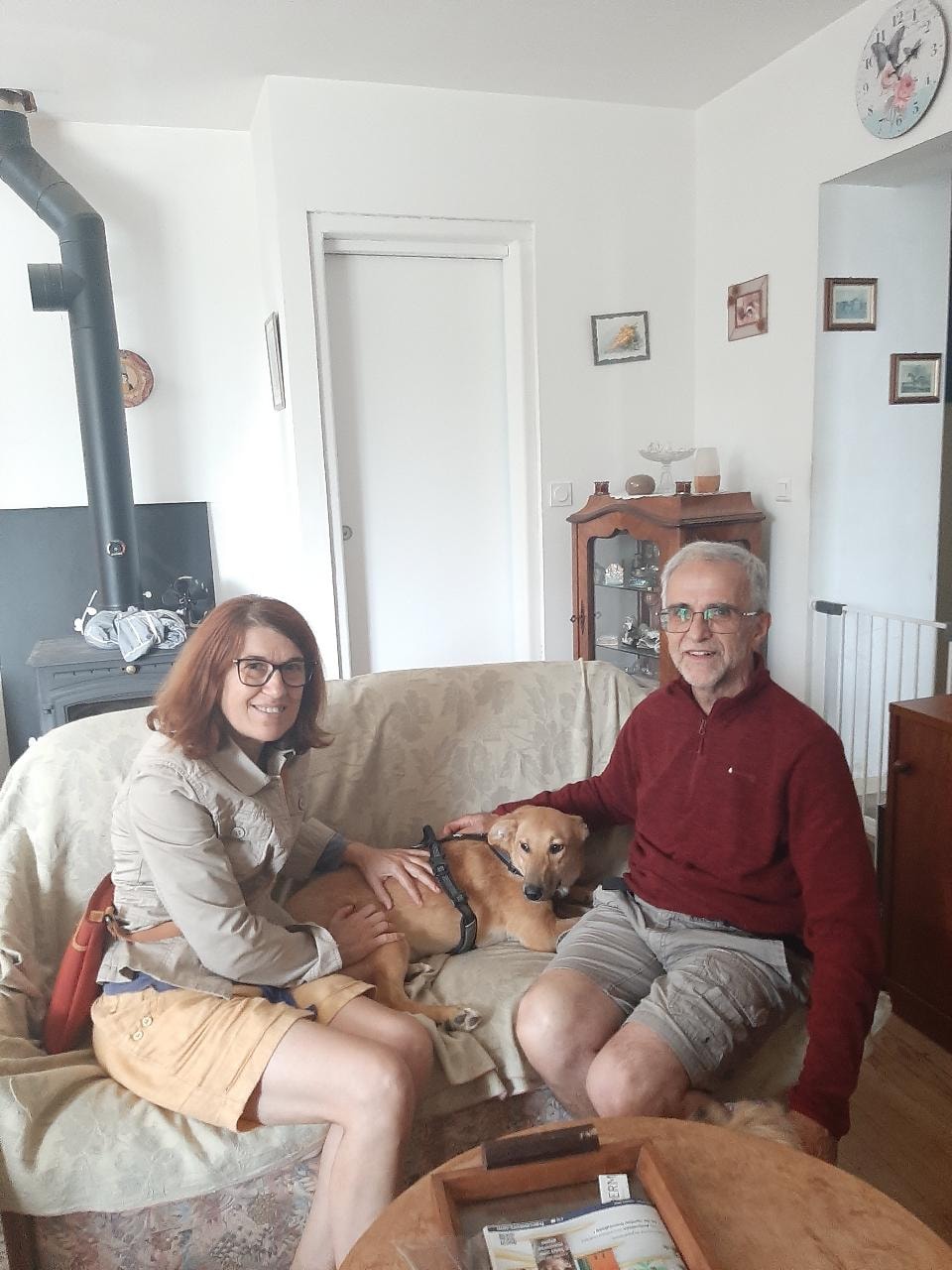 Chiens à adopter