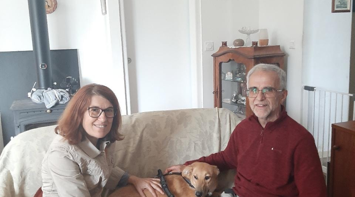 Chiens à adopter