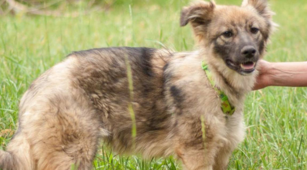 Chiens à adopter