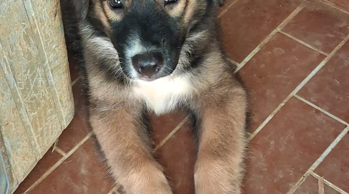 Chiens à adopter