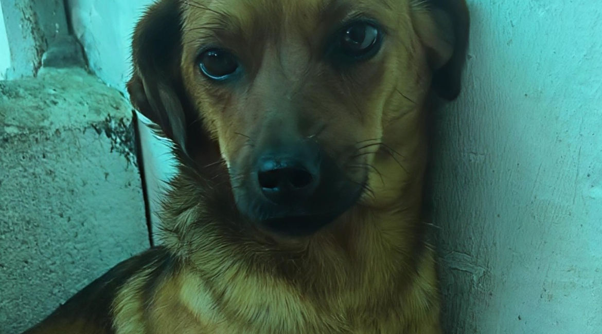 Chiens à adopter