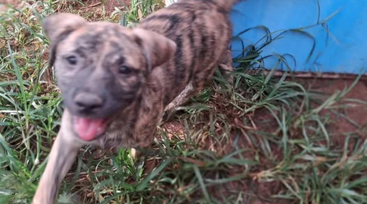 Chiens à adopter