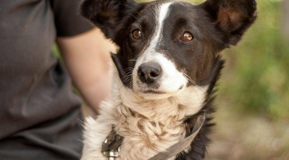 Chiens à adopter