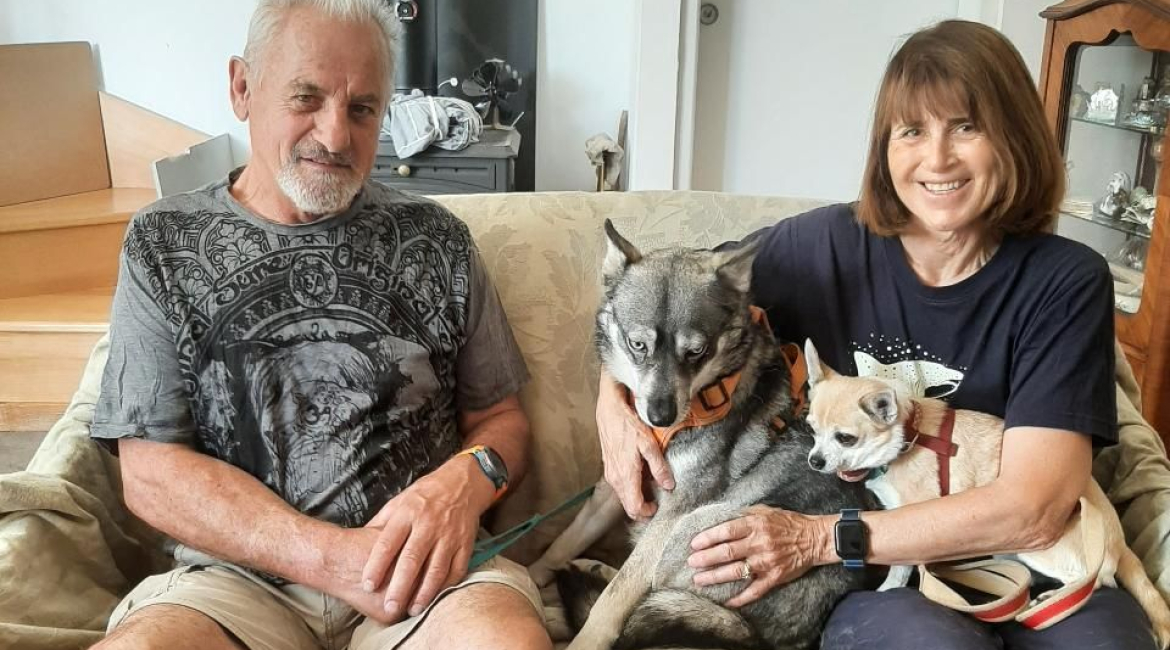 Chiens à adopter