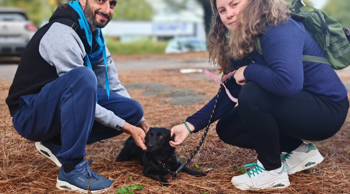 Chiens à adopter