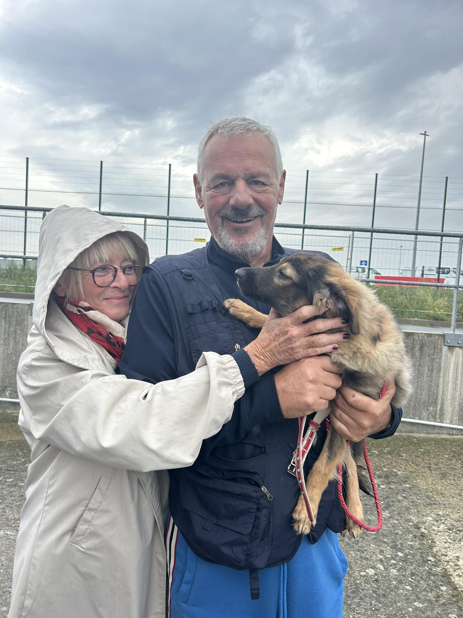 Chiens à adopter