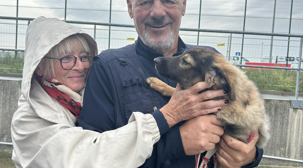 Chiens à adopter