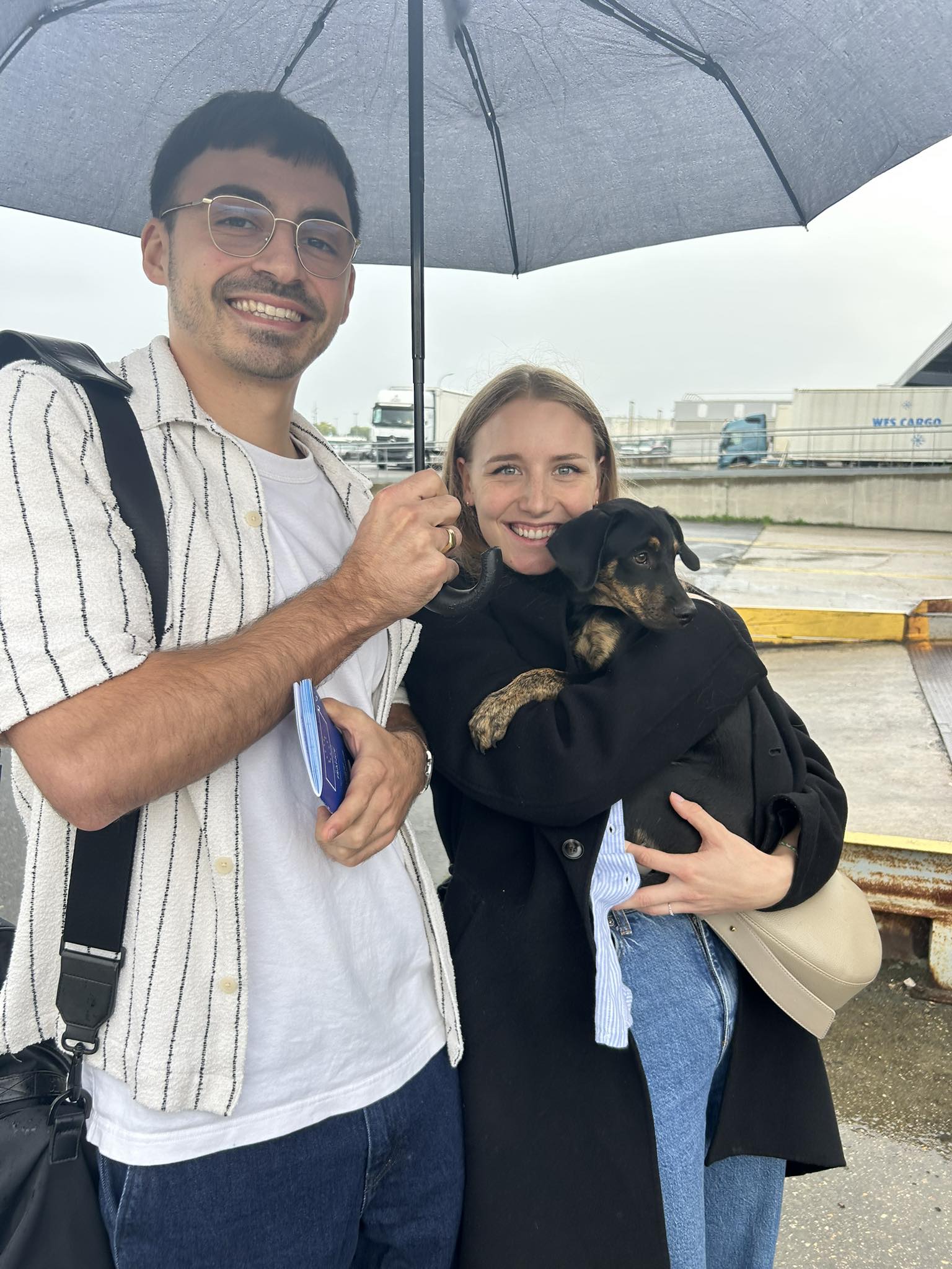 Chiens à adopter