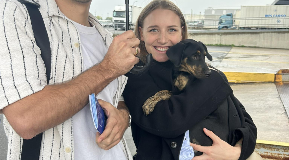 Chiens à adopter