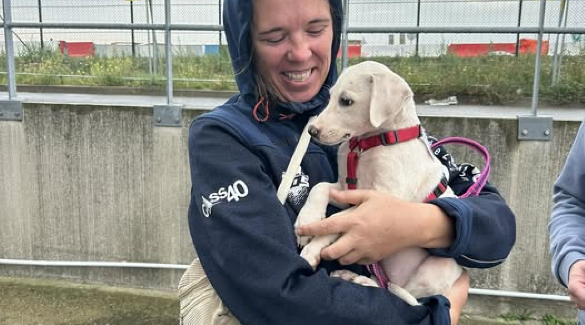 Chiens à adopter