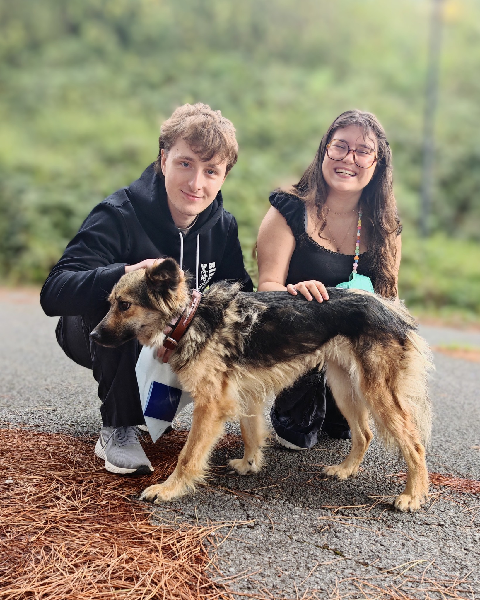 Chiens à adopter