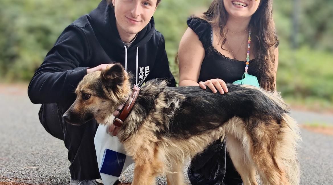 Chiens à adopter