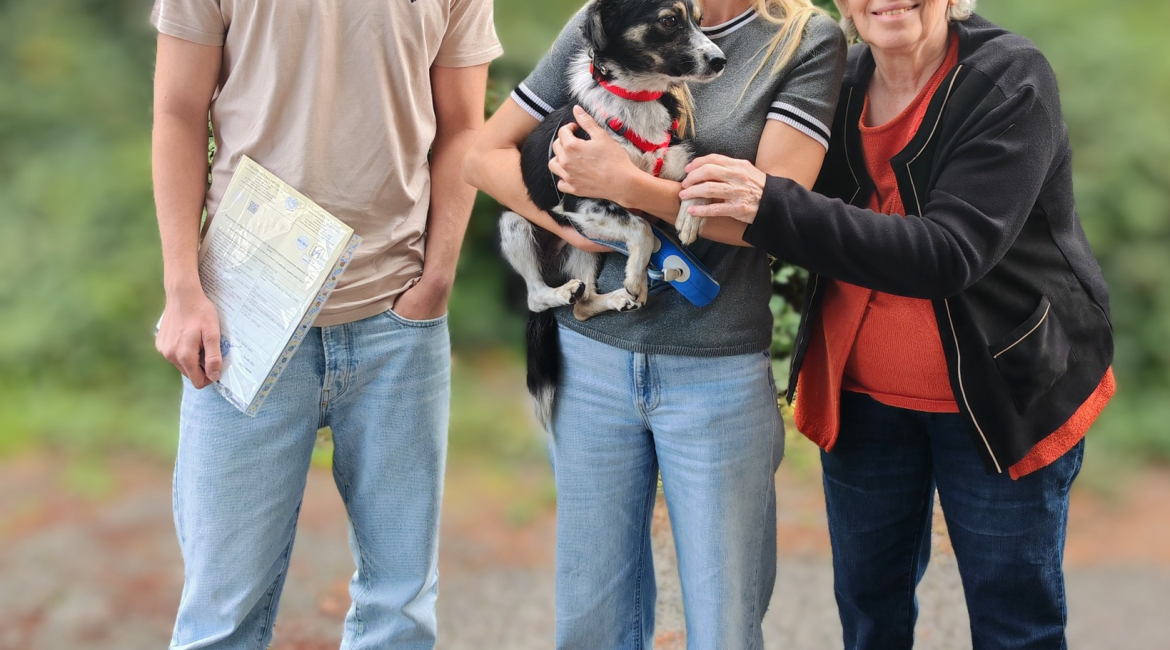 Chiens à adopter
