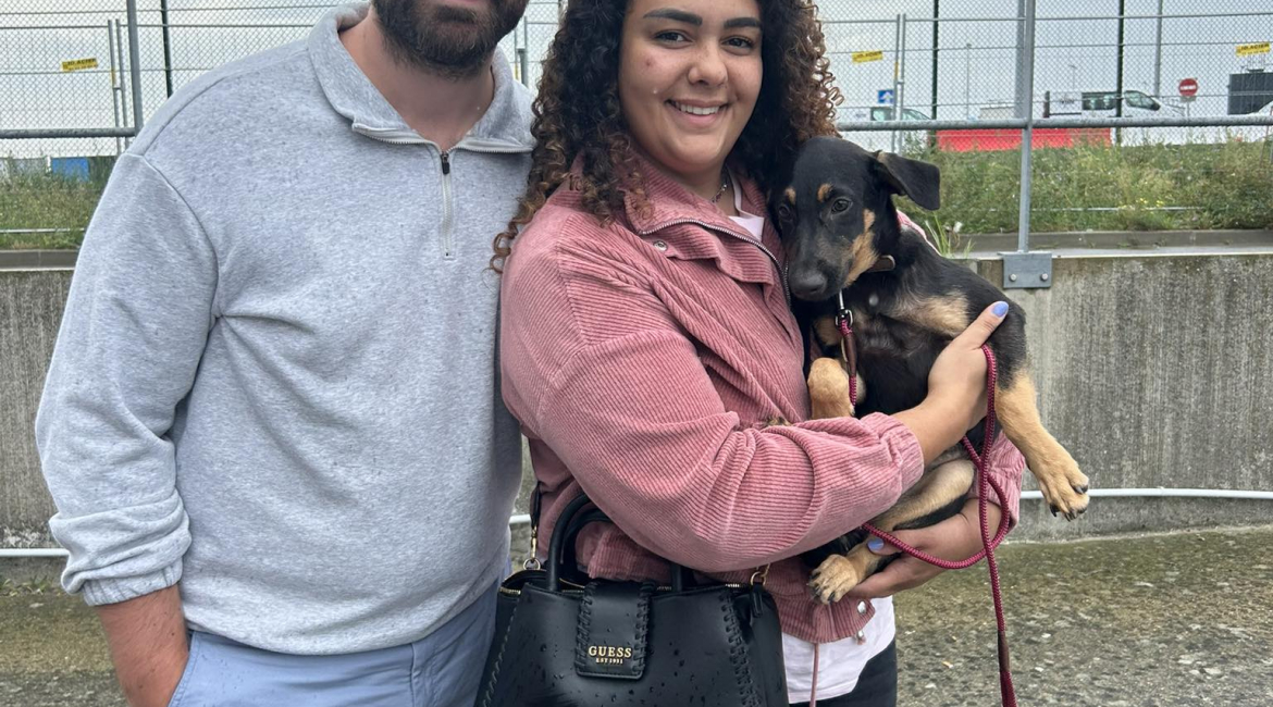 Chiens à adopter