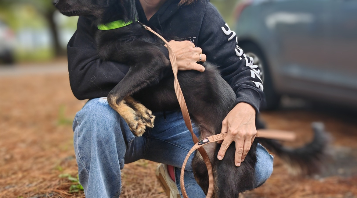 Chiens à adopter