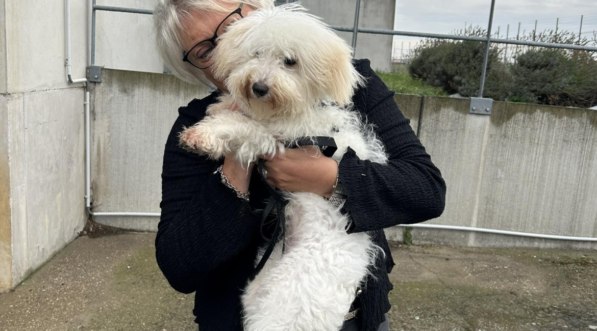 Chiens à adopter