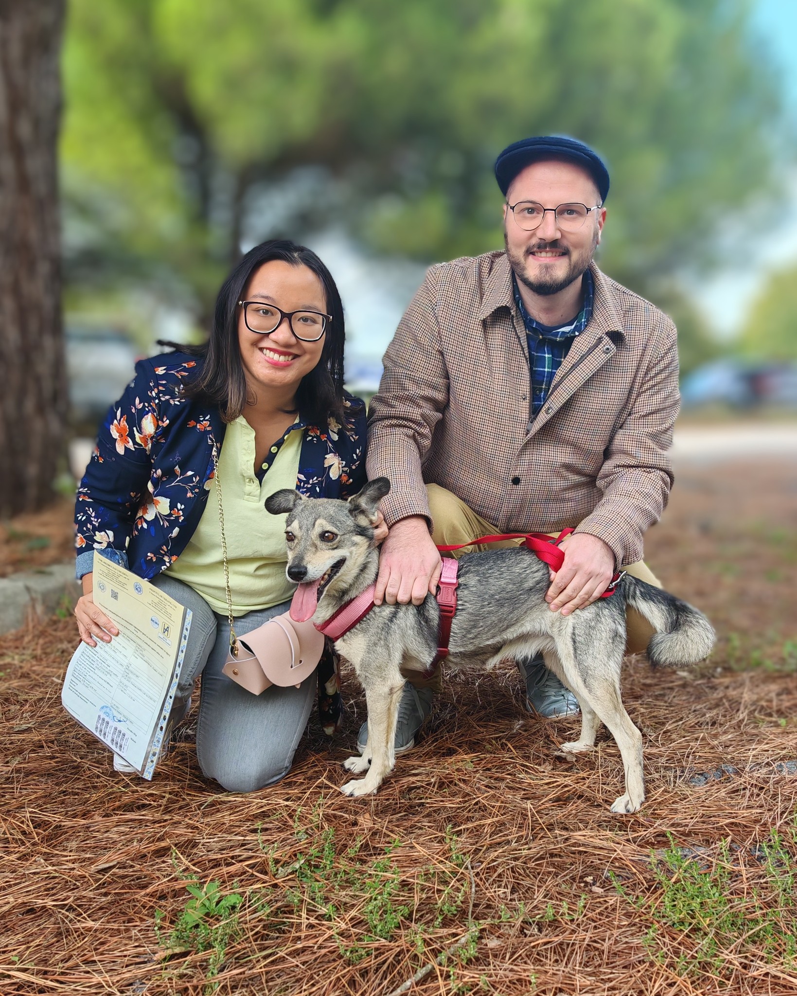 Chiens à adopter