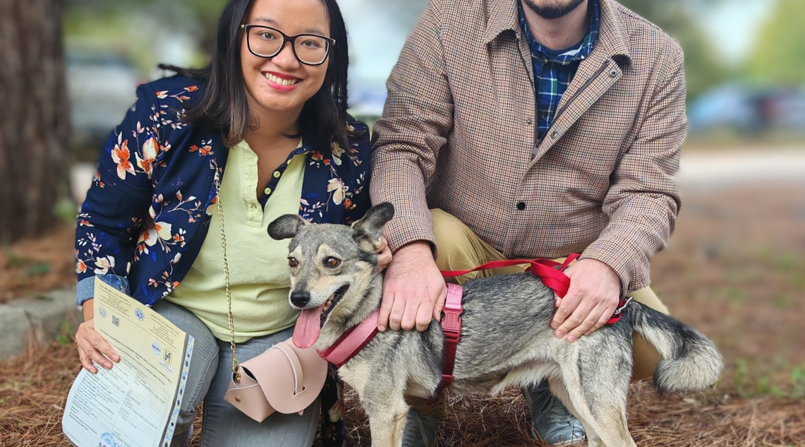 Chiens à adopter