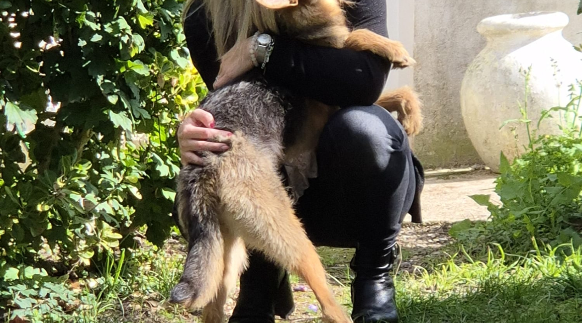 Chiens à adopter