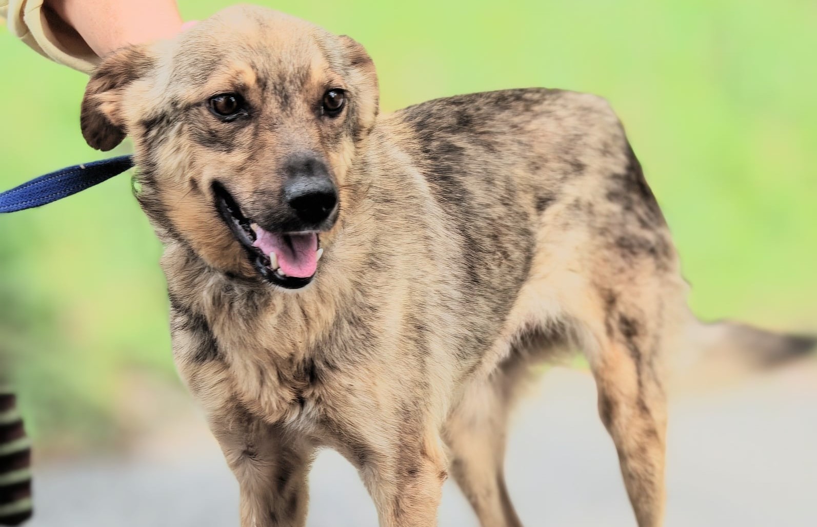 Chiens à adopter