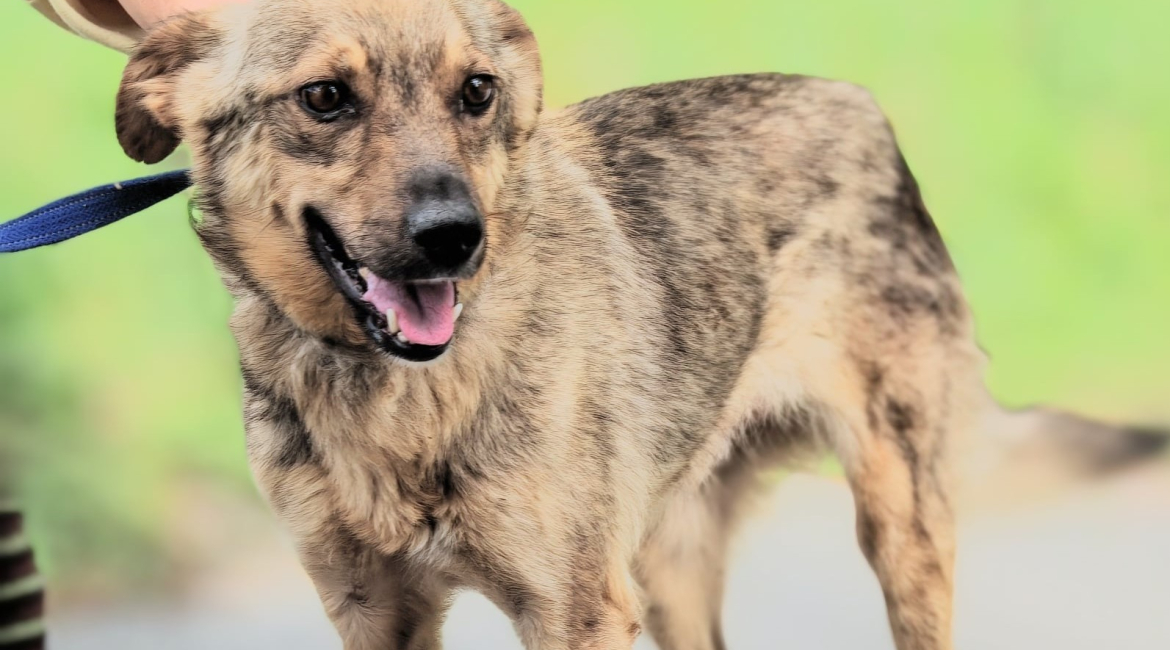 Chiens à adopter