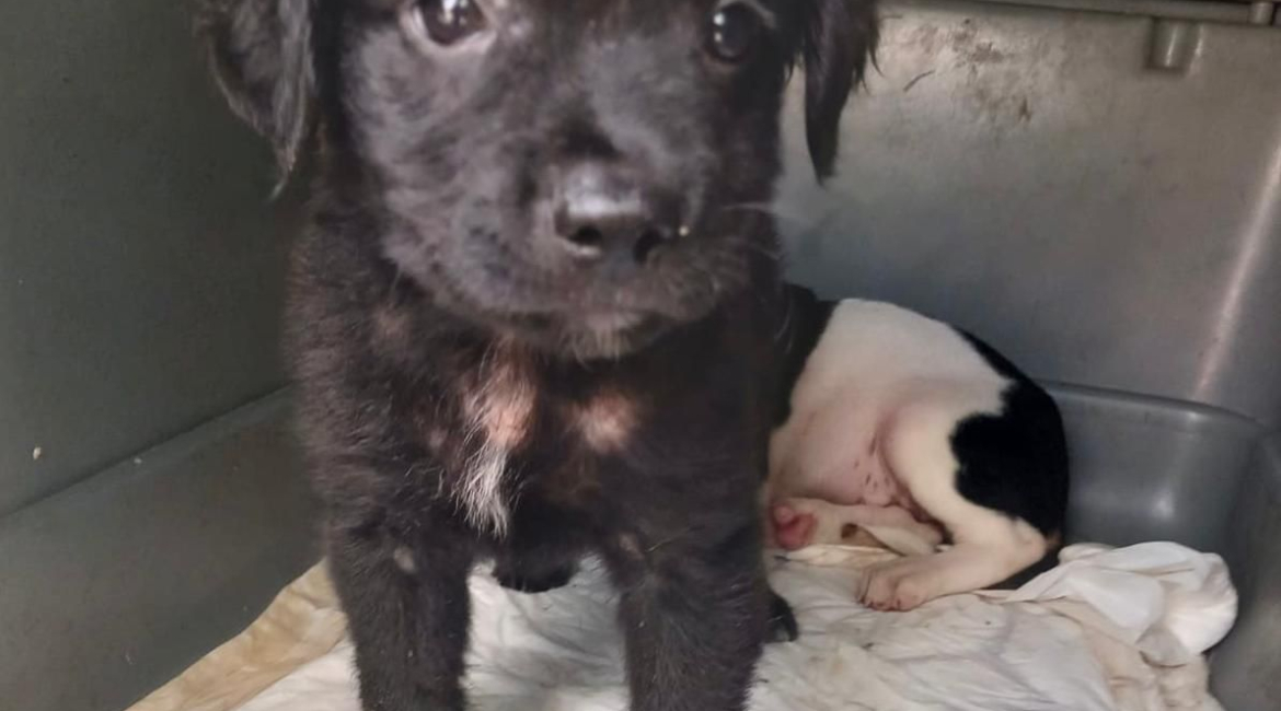 Chiens à adopter