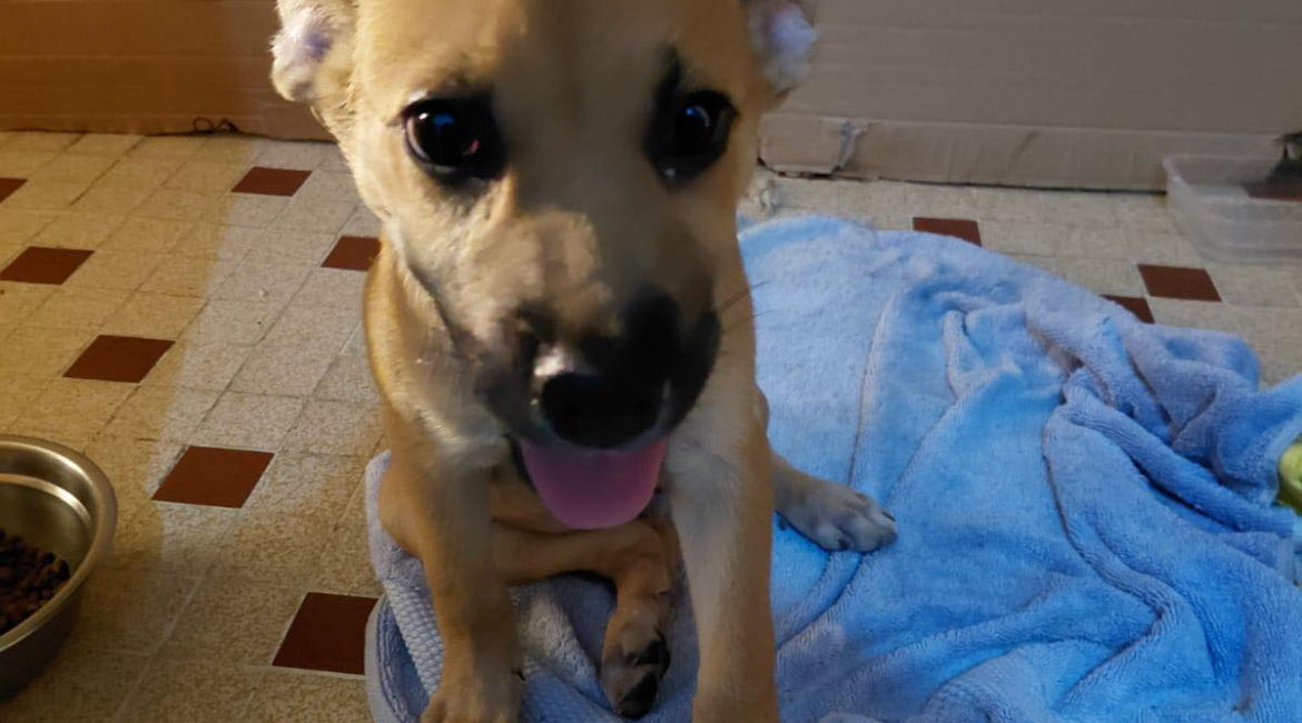 Chiens à adopter