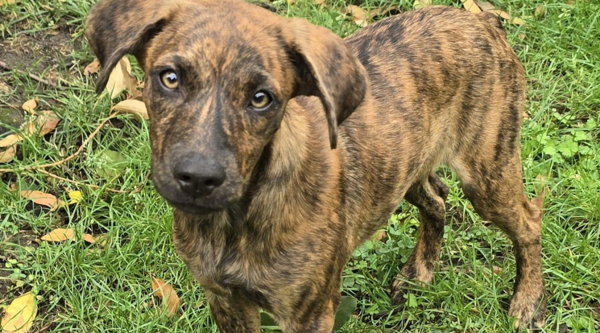 Chiens à adopter