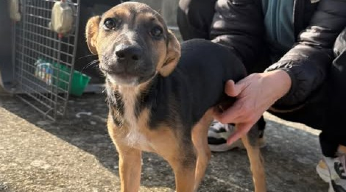 Chiens à adopter