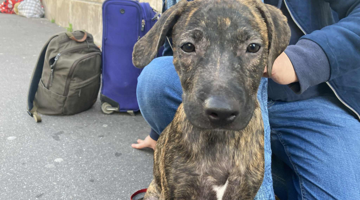 Chiens à adopter