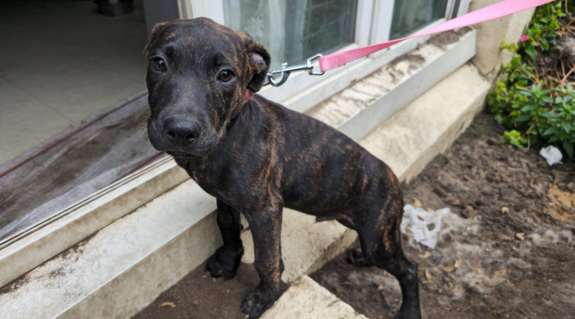 Chiens à adopter
