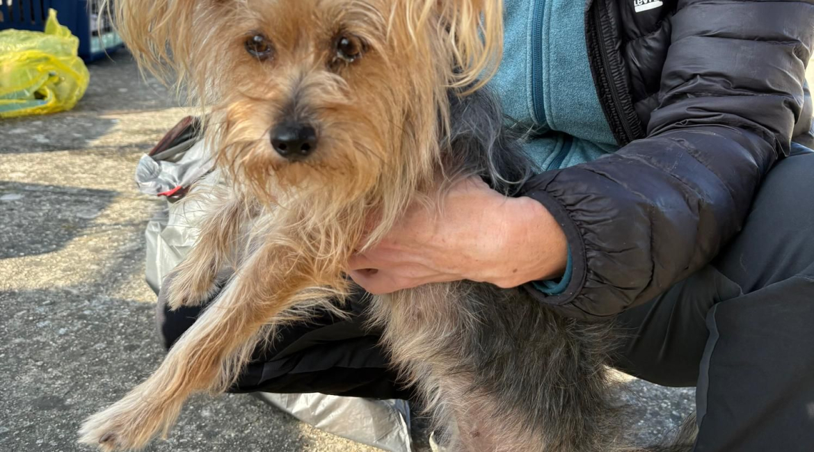 Chiens à adopter