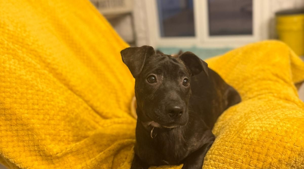 Chiens à adopter