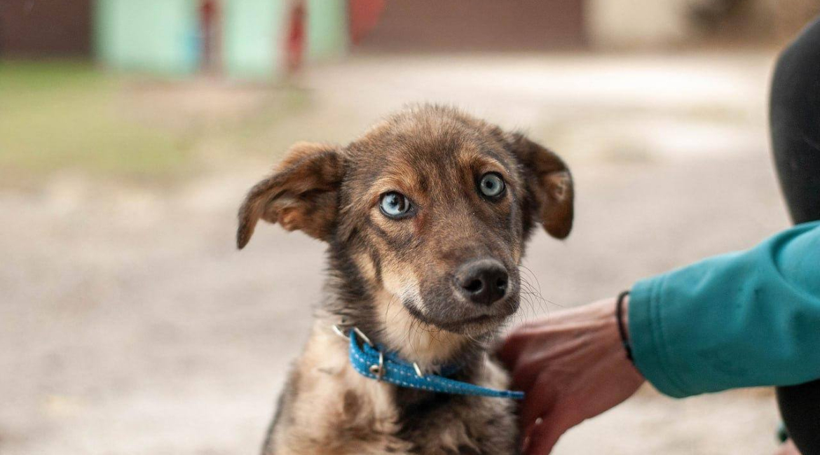 Chiens à adopter