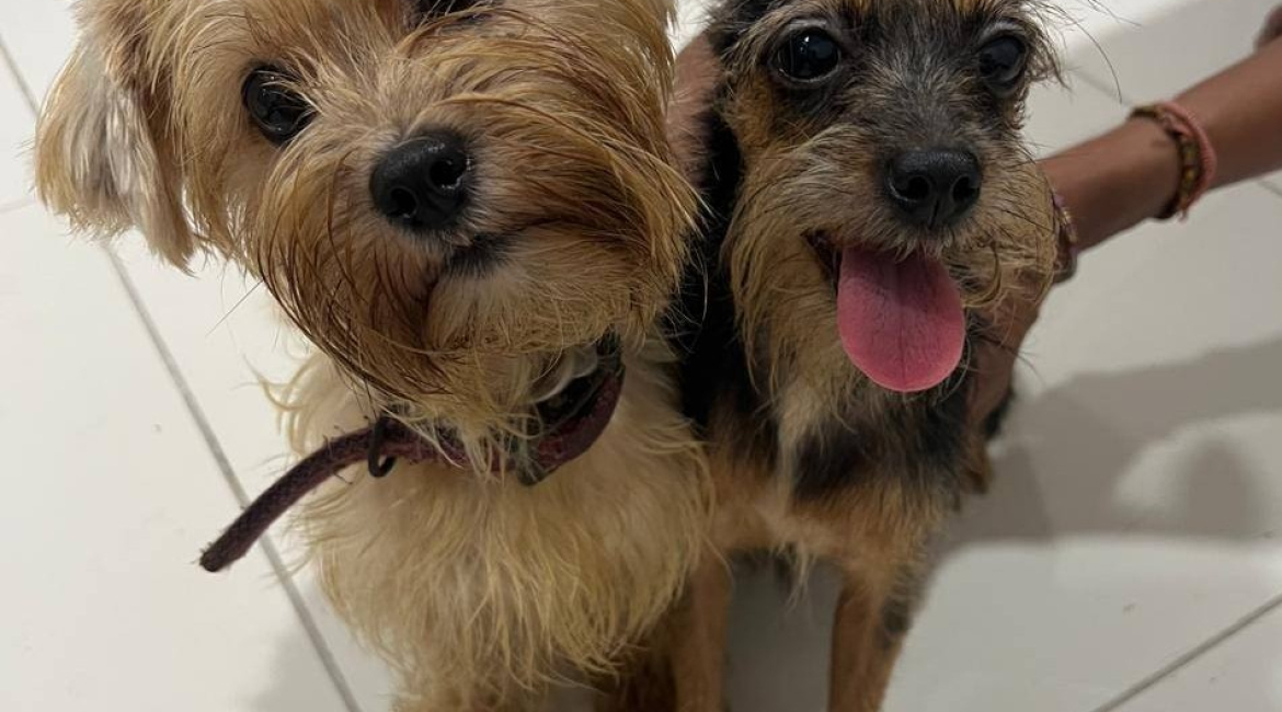 Chiens à adopter