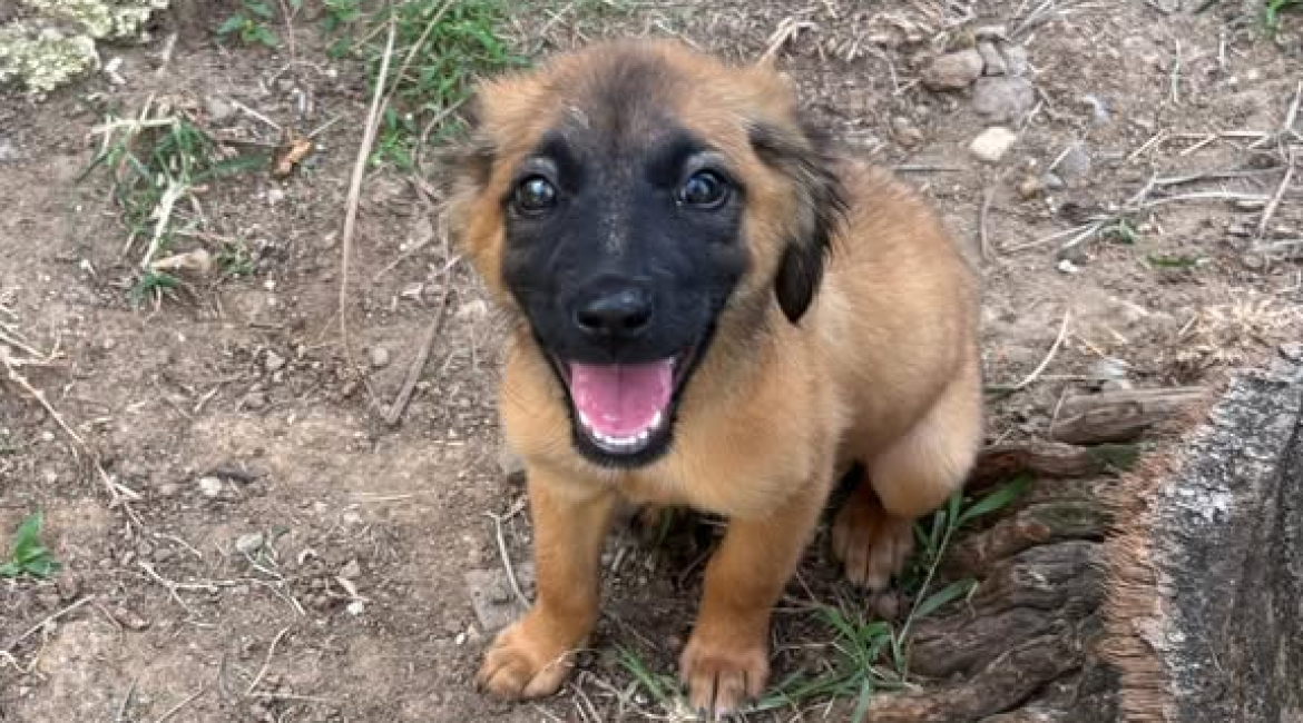 Chiens à adopter