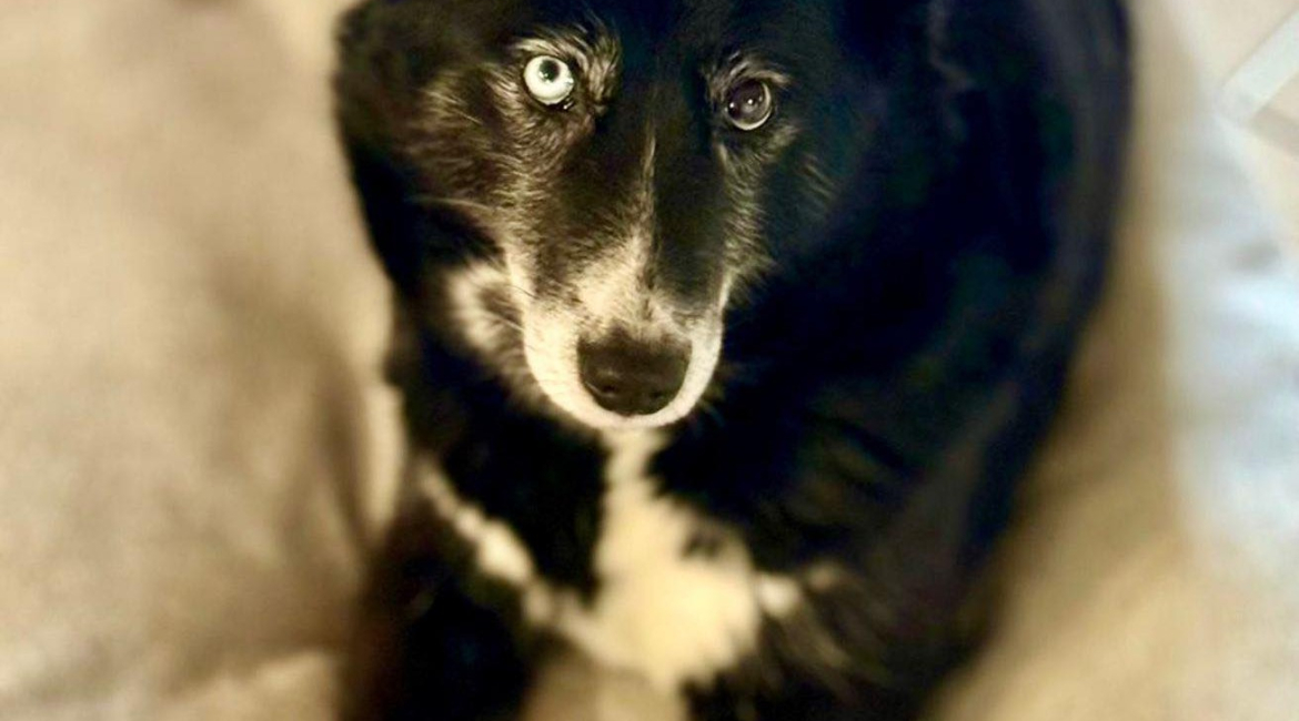 Chiens à adopter