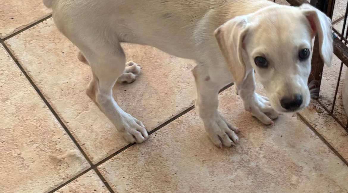 Chiens à adopter