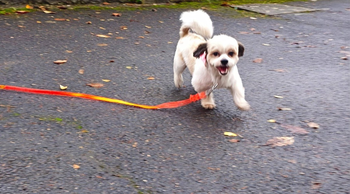 Chiens à adopter