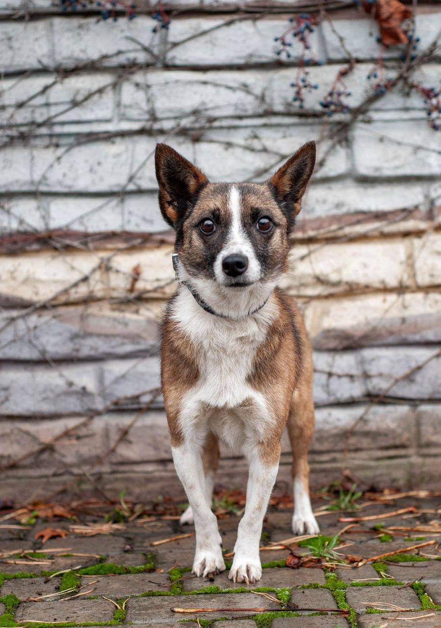 Chiens à adopter