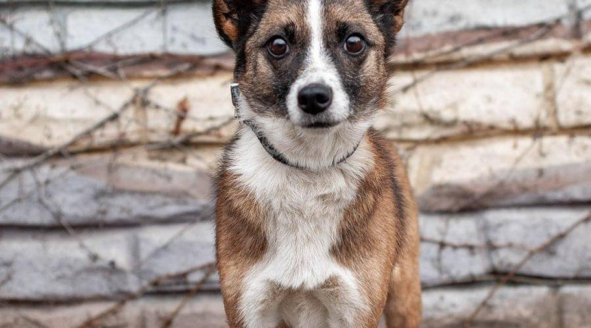 Chiens à adopter