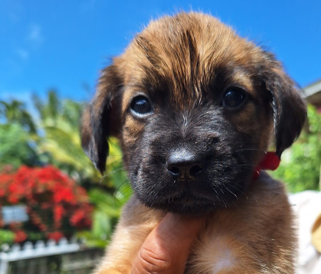 Chiens à adopter